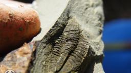 Trilobit