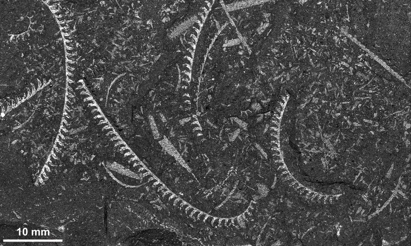 Graptoliti druhu Demirastrites triangulatus (EN)