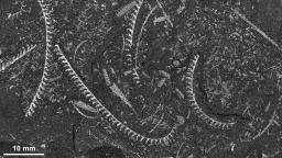 Graptoliti druhu Demirastrites triangulatus (EN)