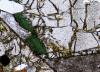 2026-01-28-egirin