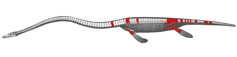 Kostra křídového plesiosaurida z ostrova Vega