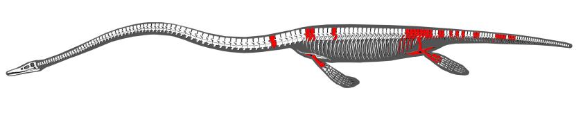 Illustration of a Cretaceous plesiosaurid from the Vega Island