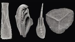 Mikropaleontologie a chemostratigrafie