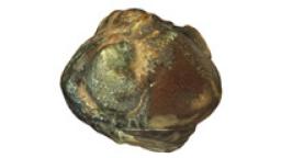 Fotogrammetrický 3D model trilobita rodu Phacops