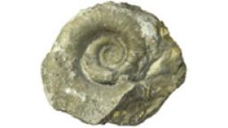 Fotogrammetrický 3D model amonita rodu Lytoceras