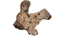 Fotogrammetrický 3D model sedací a stehenní kosti plesiosaurida