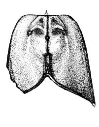 Archeolimulus hanusi Chlupáč, 1963