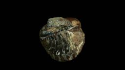  Photogrammetric 3D model of trilobite Phacops
